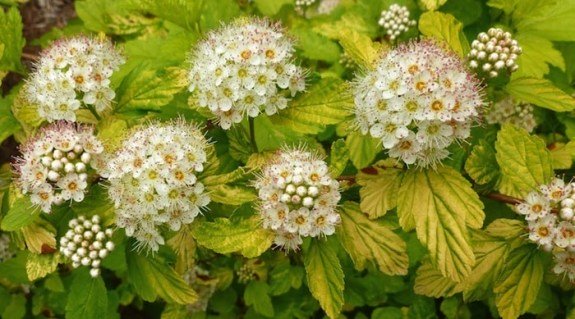 Physocarpus-opulifolius-Darts-Gold_03