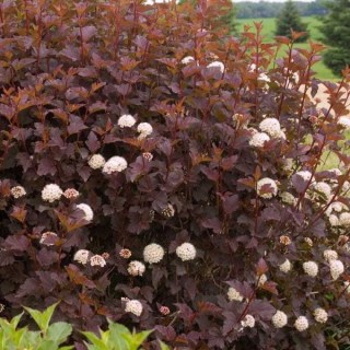 Пухироплідник калинолистий Здеховіце (Physocarpus opulifolius Zdechovice)