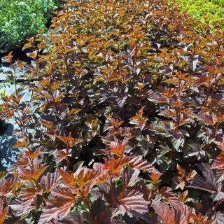 Physocarpus-opulifolius-Zdechovice-02