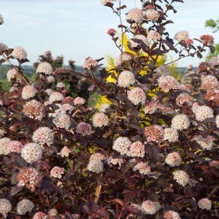 Physocarpus_opulifolius_Andre_0292