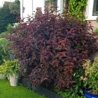 Пухироплідник Леді ін Ред (Lady in Red)