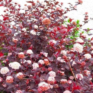 Physocarpus_opulifolius_Lady_in_Red_04