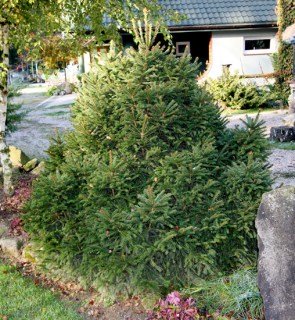 Ялина Баррі (Picea abies Barryi)