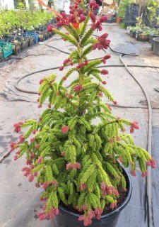 Ялина звичайна Рідал (Picea abies Rydal) [2-річна в контейнері 15-20см, щеплена]