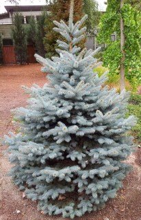 Picea_pungens_Blue_D