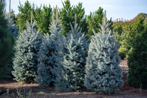 Picea_pungens_Glauca_Globosa