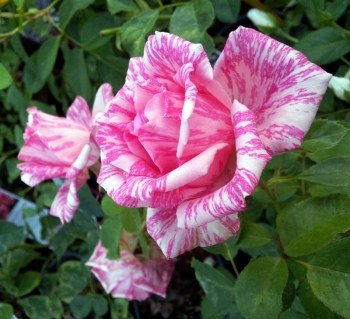 Pink-Intuishn-Pink-Intuition-chajno-gibridnaya