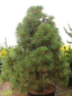 Pinus-jeffreyi-Joppi-02