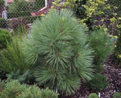 Pinus-jeffreyi-Joppi-03