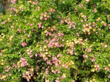 Троянда мускусна Плезентарі (Plaisanterie) [контейнер 2л.]