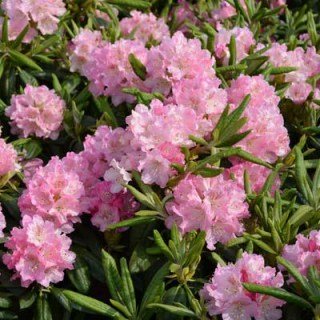 Рододендрон Дочка Похьоли (Pohjola's Daughter)