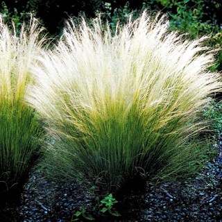 Ковил найтонший Поні Тейлз (Stipa tenuissima Pony Tails)