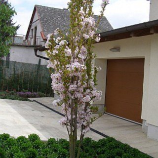 Сакура дрібнопільчаста Аманогава (Amanogawa) [2-річна з відкритим коренем]