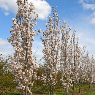 Prunus-serrulata-Amanogawa-02