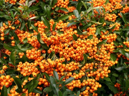 Pyracantha_Orange_Charmer_01