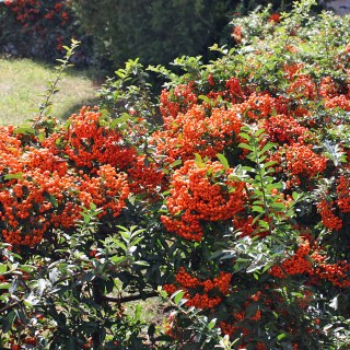 Pyracantha_Orange_Charmer_02