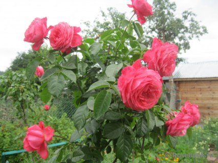 Троянда на штамбі Розанна (Rosanna)