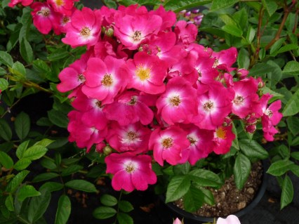 Троянда мускусна Ред Балерина (Red Ballerina)