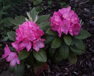 Rhododendron_Hellikki