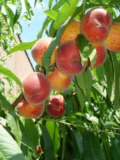 Персик Річ Мей (Rich May) [1-річний з відкритим коренем]