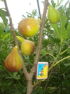 Інжир Рандіно (Rondino)