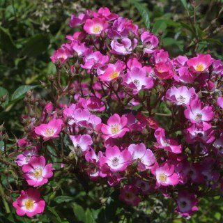 Троянда Моцарт (Mozart) [контейнер 2л.]