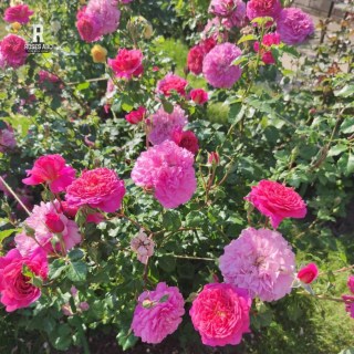 Rose-Christopher-Marlowe-02