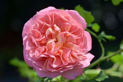 Rose-Christopher-Marlowe-03