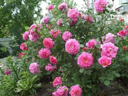 Rose-Christopher-Marlowe-04