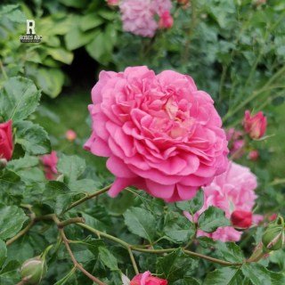 Rose-Christopher-Marlowe-05