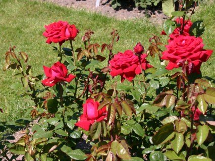 Троянда Бургунд (Burgund) 