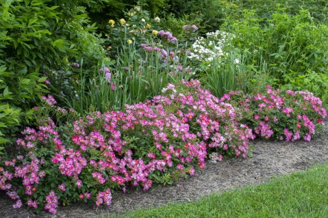 Rose.Drift_.Pink_.Landscape-scaled