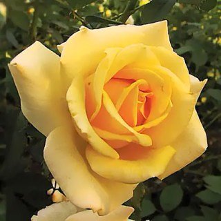 Троянда Автодрім (Avtodrim) 