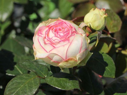Rose_Biedermeier_01