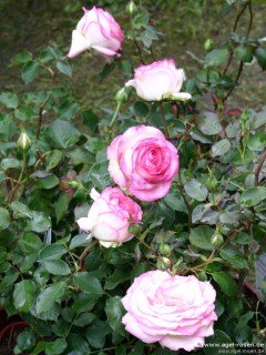 Rose_Biedermeier_03