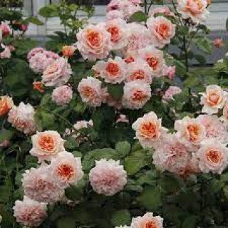 Троянда Амаретто (Amaretto)