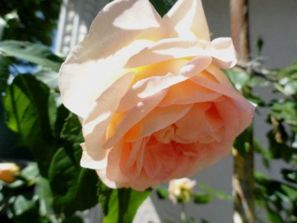 Rose_Climbing_Amaretto_03