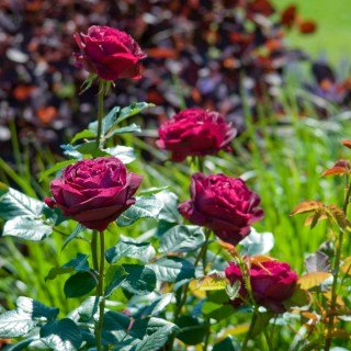 Троянда англійська Фальстаф (Falstaff)