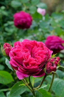 Rose_Falstaff_05