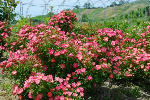 Троянда Ферді (Ferdy) 