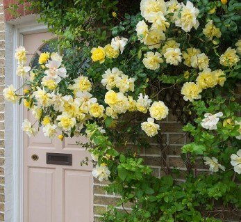 Троянда Голден Шауерс (Golden Showers)