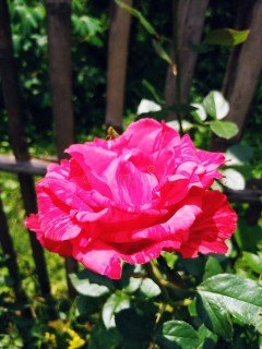 Rose_Henri_Matisse_04