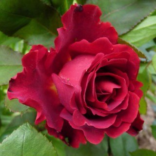 Троянда Омаш а Барбара (Hommage a Barbara)