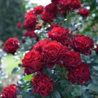 Rose_Hommage_a_Barbara_02