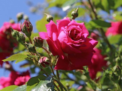 Rose_Laguna_03