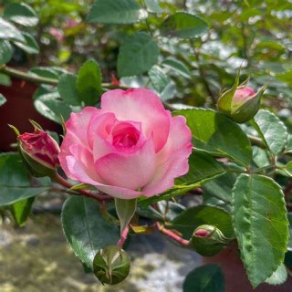 Rose_Mini_Eden_01