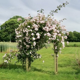 Троянда плетиста Пенні Лейн (Penny Lane)