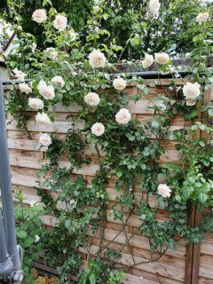 Троянда плетиста Пенні Лейн (Penny Lane)