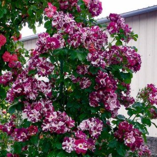 Троянда плетиста Перпл Сплеш (Purple Splash)