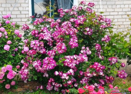 Rose_Purple_Splash_03